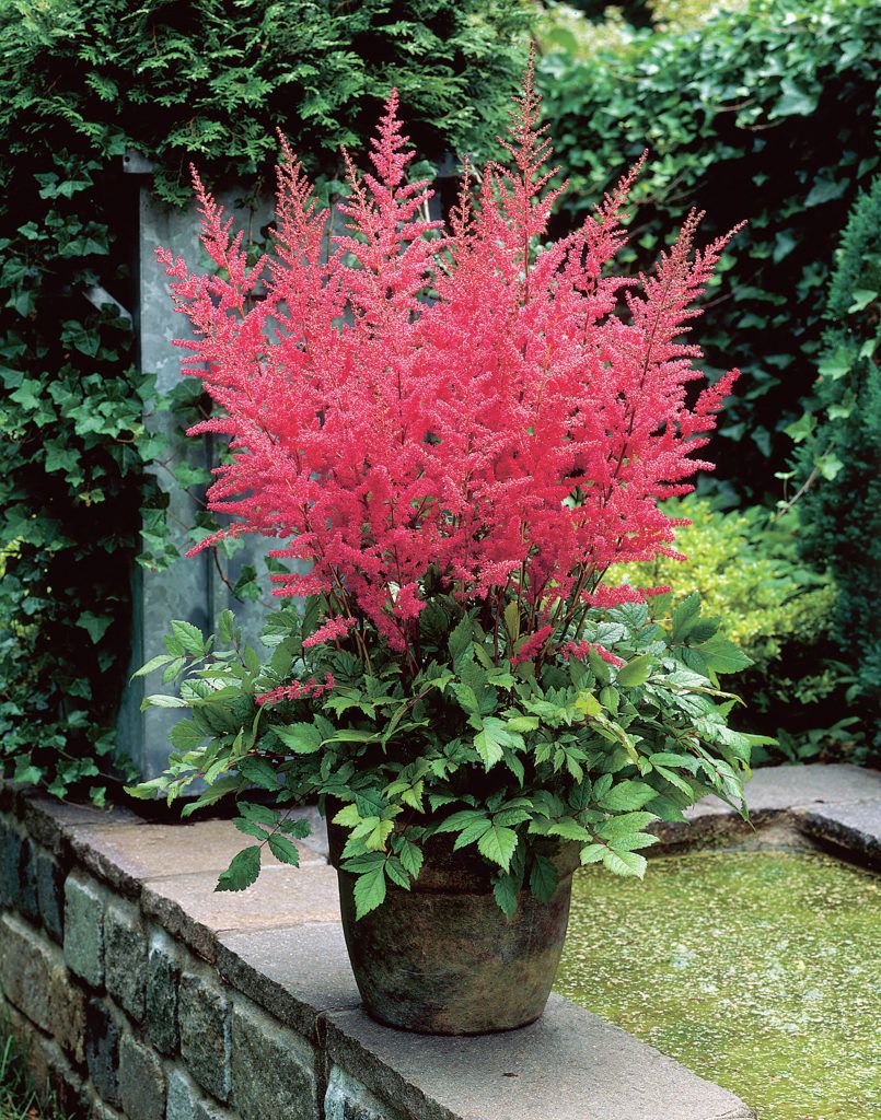 Astilbe arendsii 'Granat'